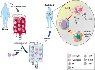 Interaction Between MDSC and NK Cells in Solid and Hematological Malignancies: Impact on HSCT